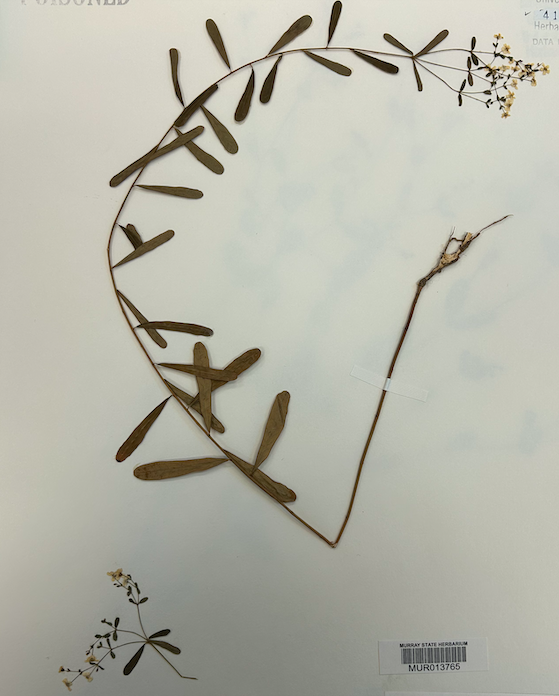 <p>Family? Genus?</p>