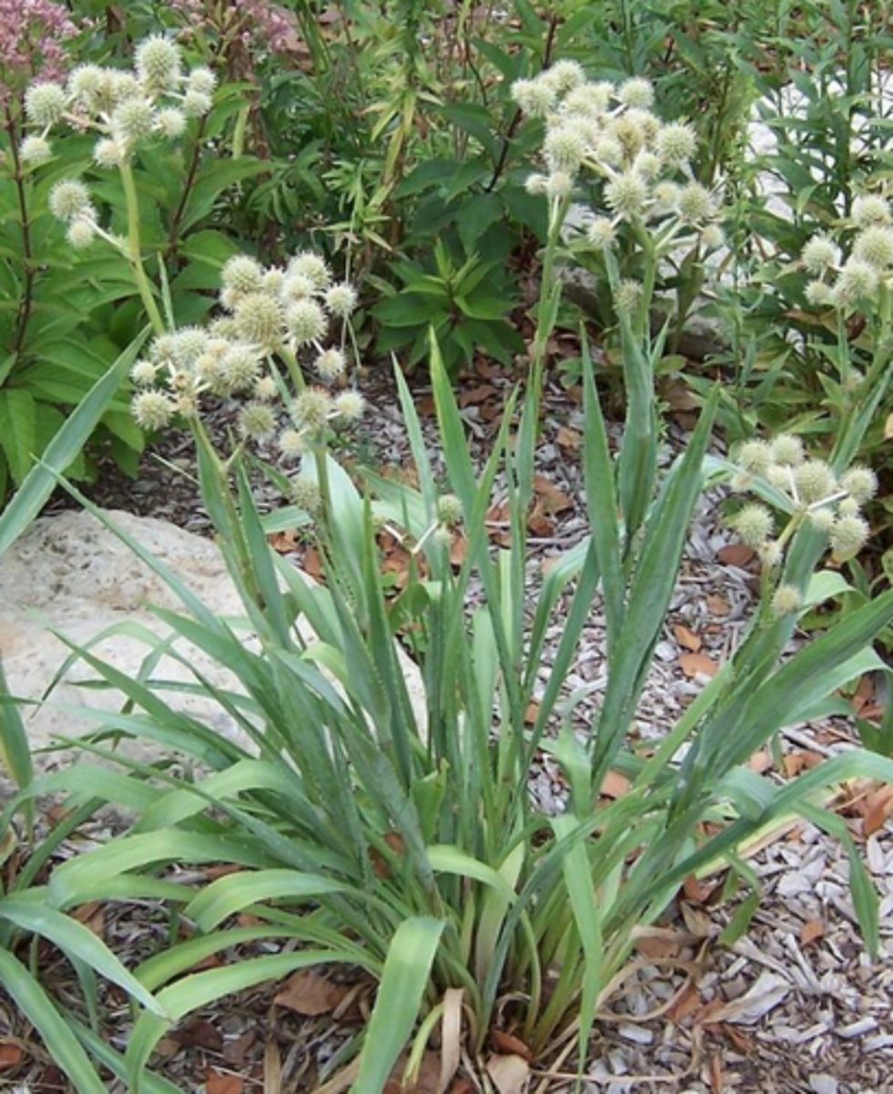 <p>Herbaceous perennial with a thin yucca-like leaf that grows in a rosette, flowers are white and globus</p>