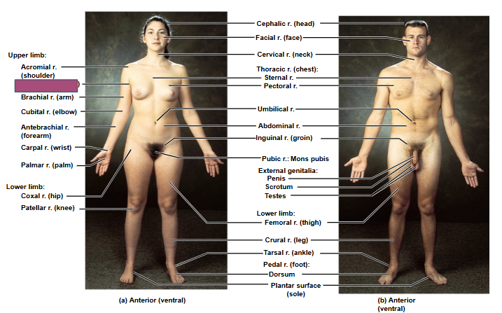 <p>Based on this anterior view, what is this region?</p>