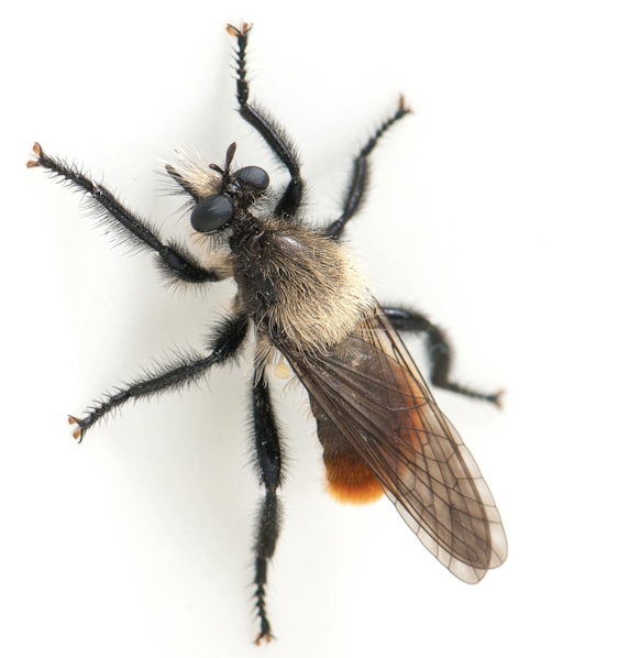 <p>like many flies, mimics a bee</p><p>most predators dont want to eat bees (sting) and most bees wont bother others</p><p>this is a predator and so it can also trick its prey</p>