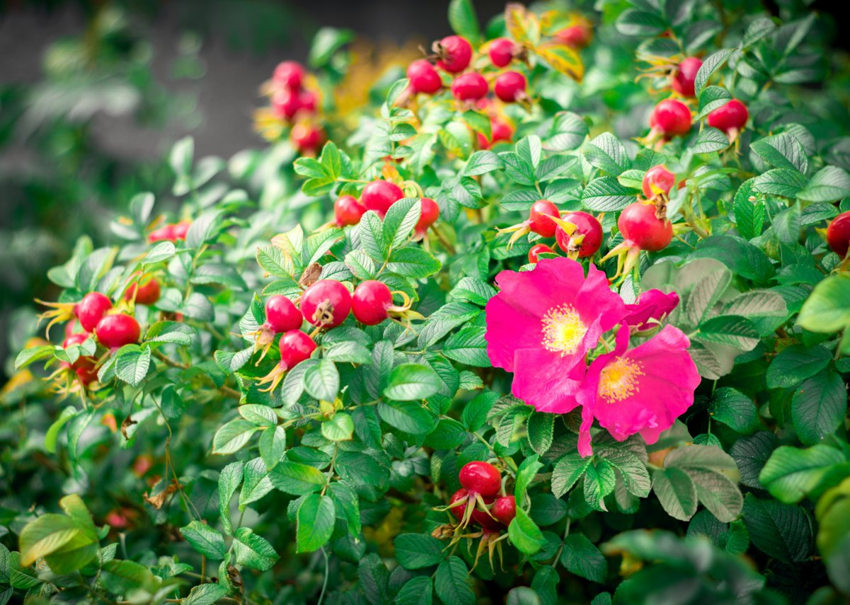 <p>růže šípková</p>