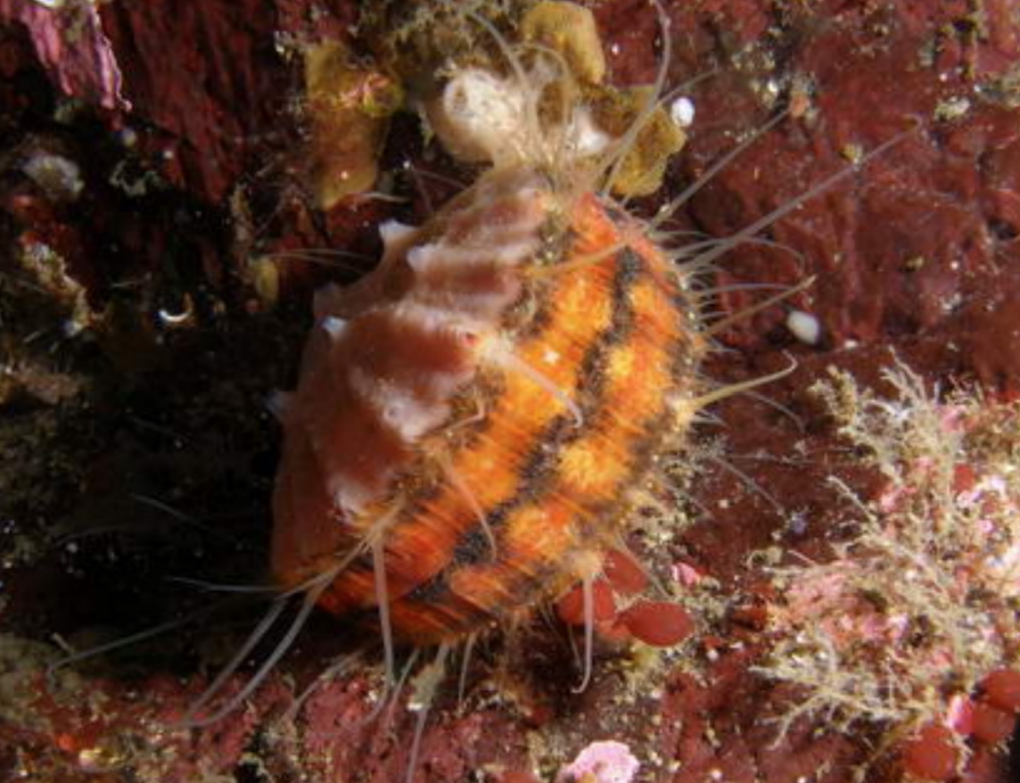 <p>Pink Scallop</p>