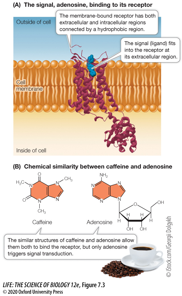 <p>A specific chemical signal molecule that binds to and fits in a protein receptor site. </p>
