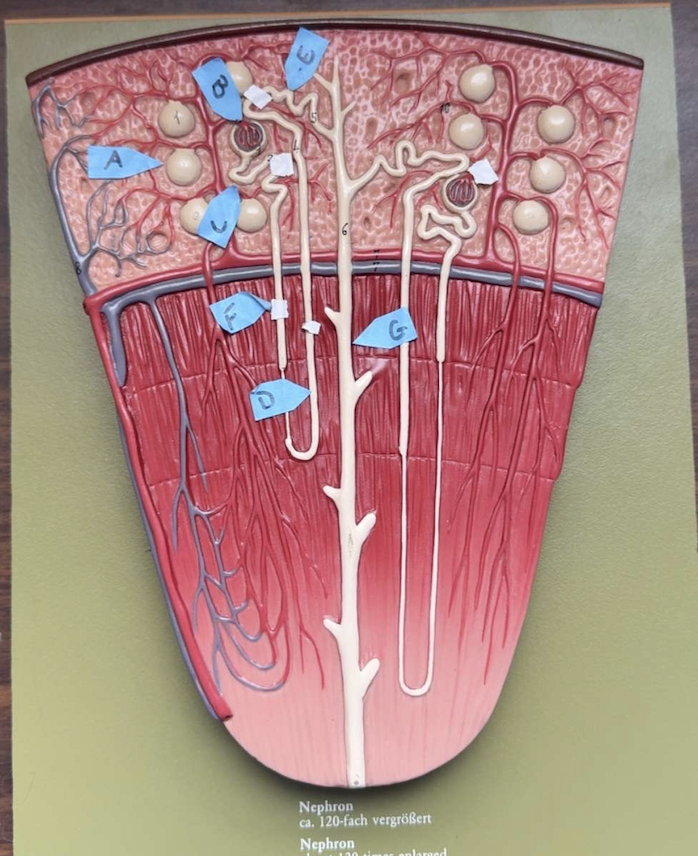 <p>name the parts of the nephron</p><p></p>