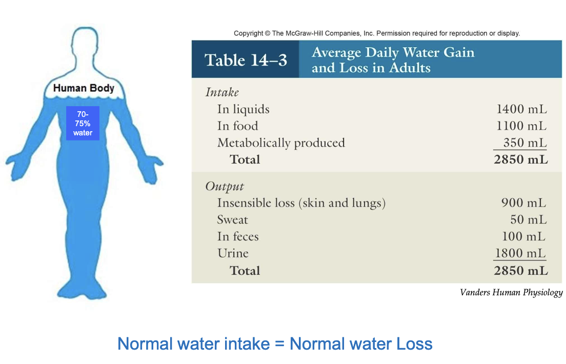 <ul><li><p><strong>Output</strong> of water in our body comes from <strong>sensible</strong> (sweat, feces, urine) and <strong>insensible</strong> (skin and lungs) losses </p></li><li><p><strong>Normal water intake</strong> is balanced by <strong>normal water loss</strong></p></li><li><p>This balance maintains <strong>proper hydration</strong> and <strong>homeostasis</strong></p></li></ul><p></p>