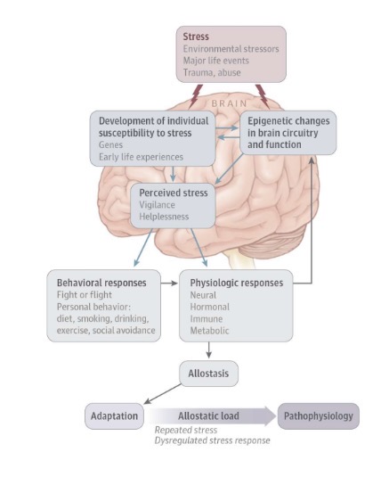 <p>Cost to the individual of chronic exposure to elevated/ fluctuating endocrine/neural responses results from chronic/repeated challenges that individual experiences as stressful </p>
