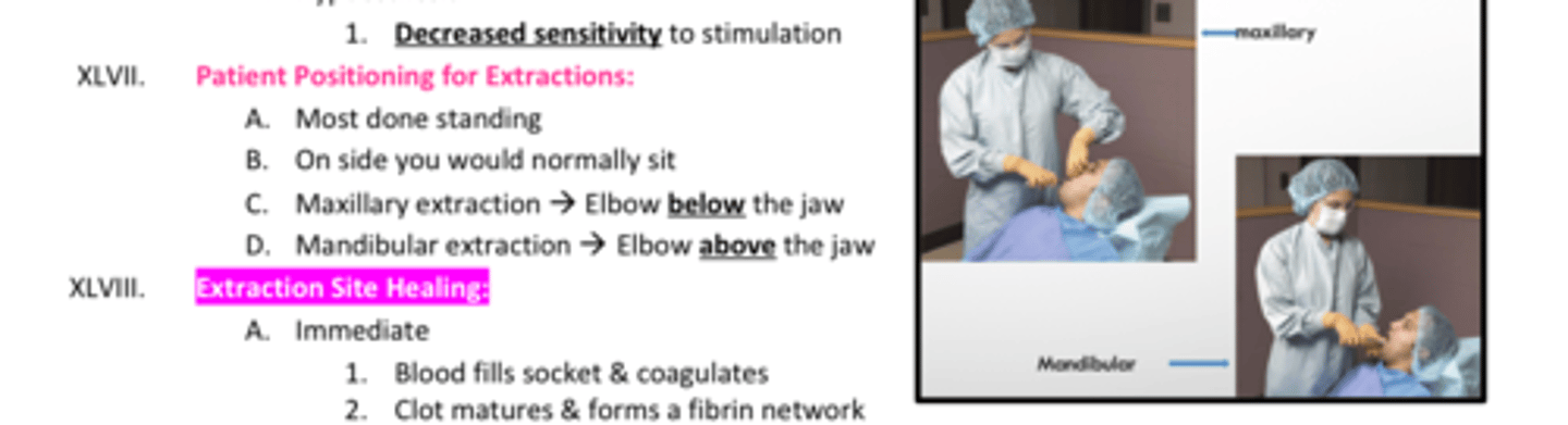 <p>Maxillary extraction: elbow is _____ the jaw</p><p>Mandibular extraction: elbow is _____ the jaw </p>