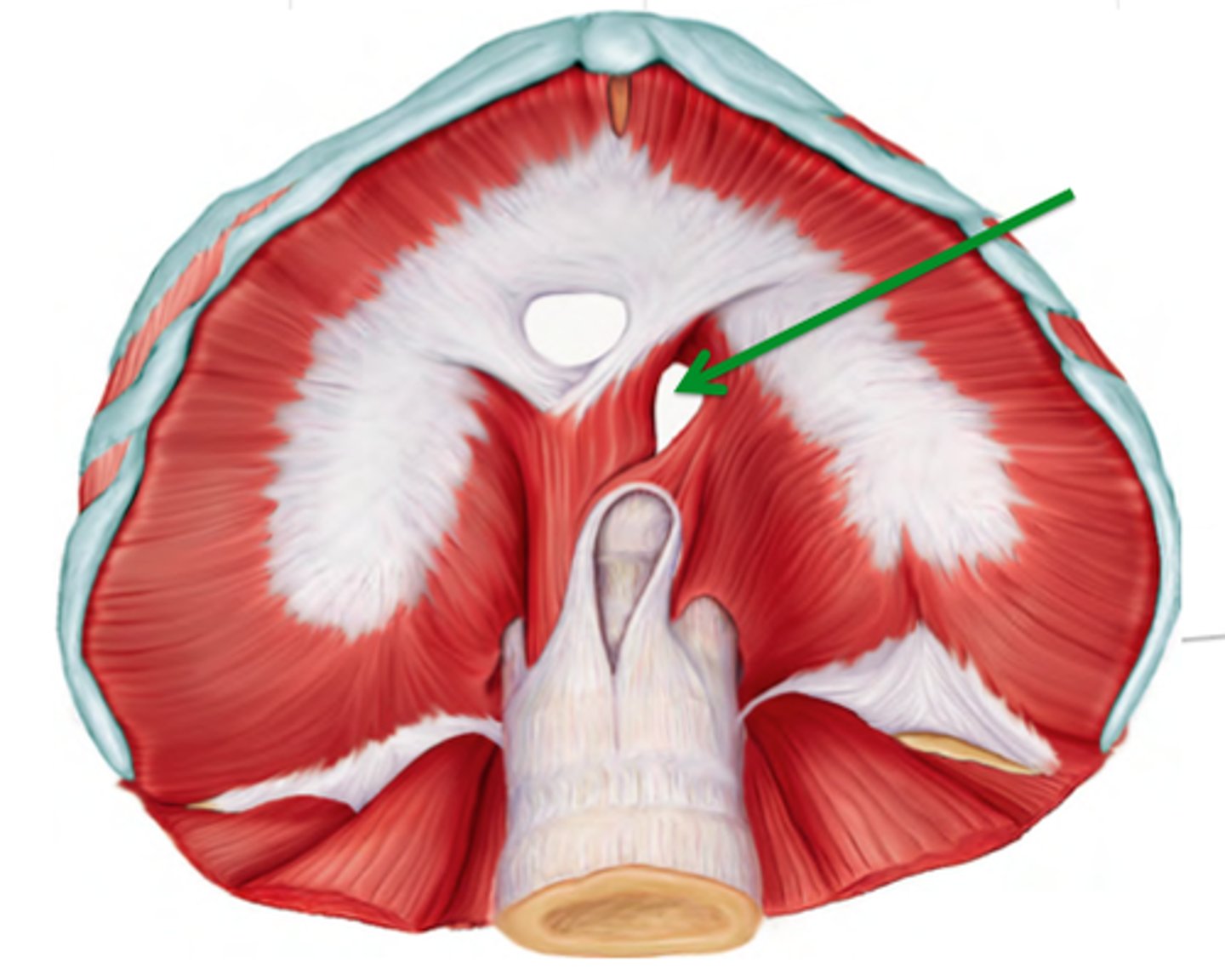 <p>allows the oesophagus to enter the abdomen to empty food into the stomach</p>