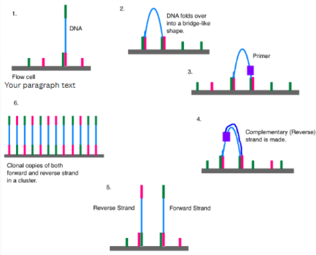 <ul><li><p><span><u>adaptors</u>: short synthetic DNA sequences added to the DNA fragments</span></p><ul><li><p><span>Allow attachment of DNA to flow cell</span></p></li><li><p><span>Priming sites for amplification</span></p></li><li><p><span>Sample indexing (like a barcode)--can run multiple DNA at once</span></p></li></ul></li><li><p><u>cluster generation</u>: <span>clonal copies of forward and reverse strands in a cluster (500-2000 copies)</span></p><ul><li><p><span>increases the signal</span></p></li></ul></li></ul><p></p>