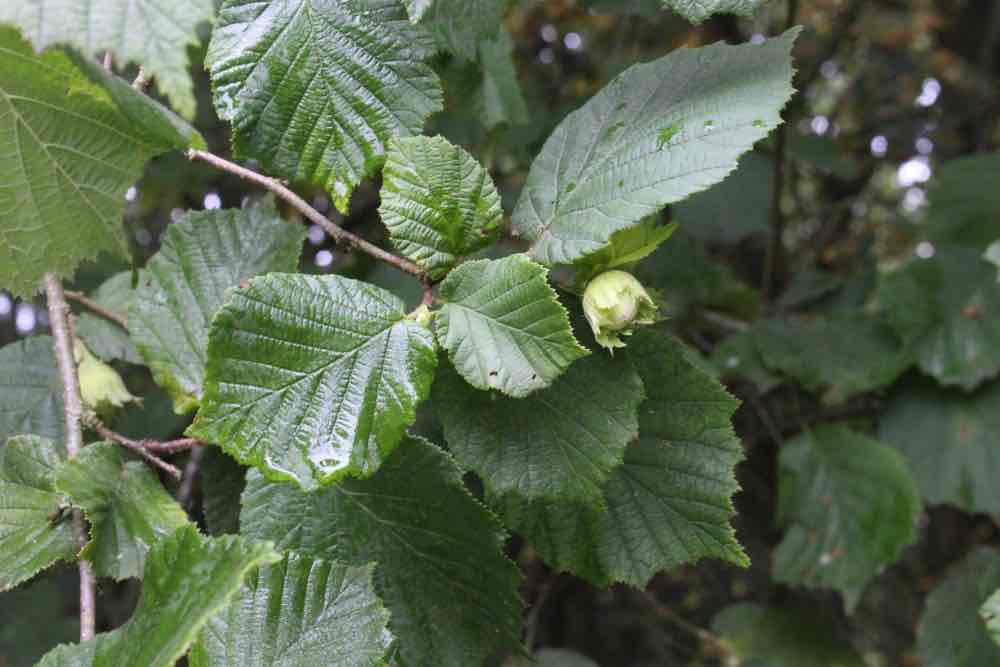 <p>Corylus avellana</p>