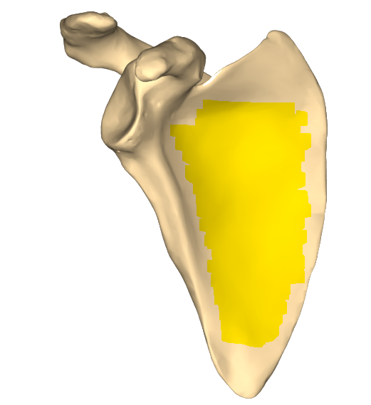 term image