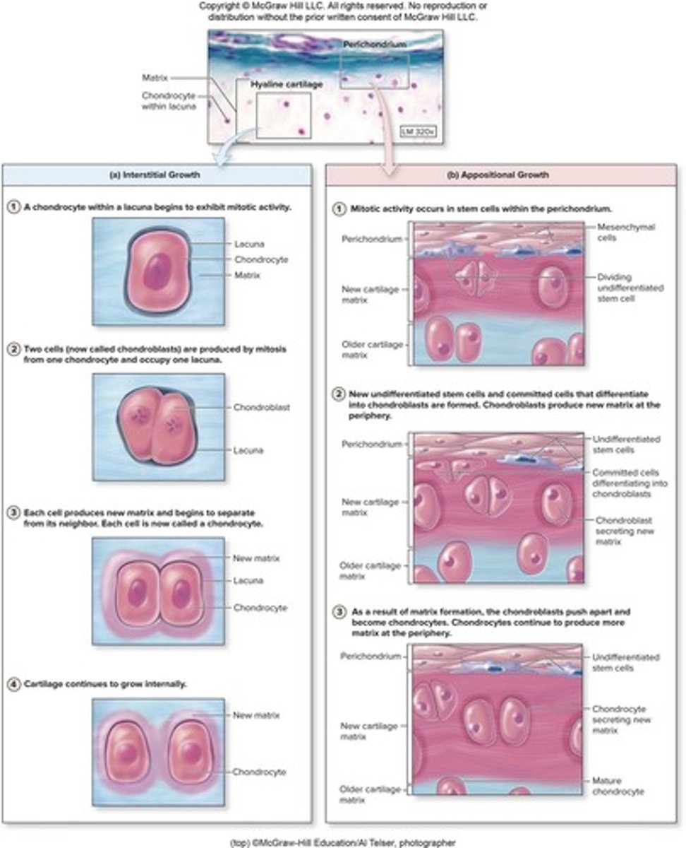 <p>Semirigid connective tissue that is weaker than bone but more flexible and resilient.</p>