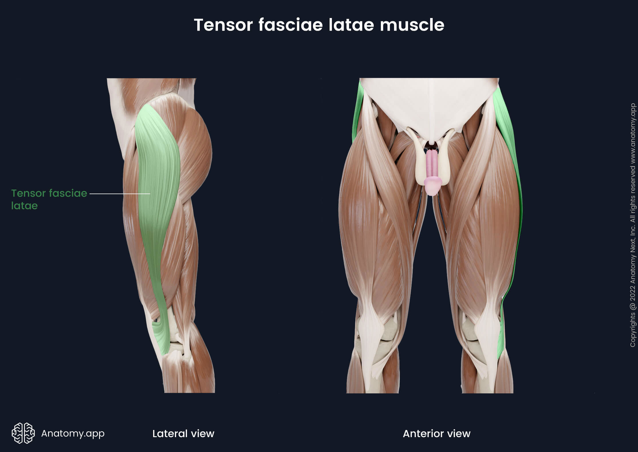 <p>Tensor fascia latae</p>