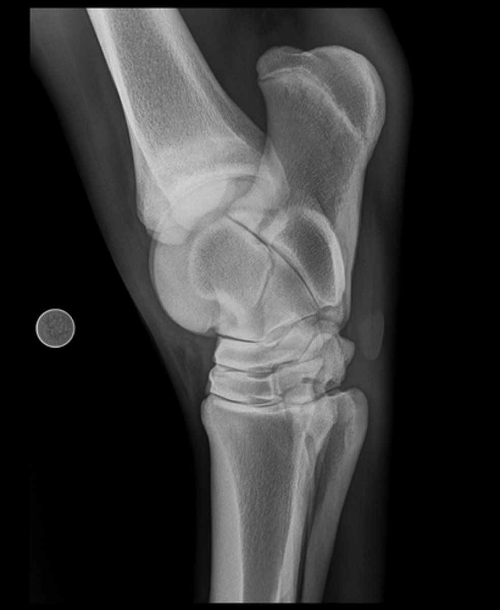 <p>Name the view and the anatomical region within the radiograph</p>