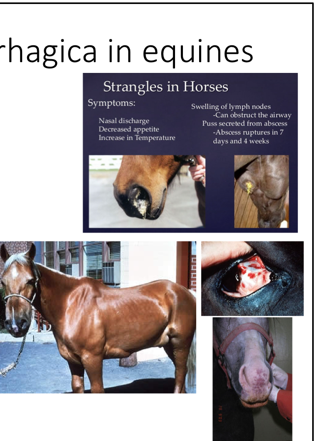 <p>signs of purpura hemorrhagica </p>