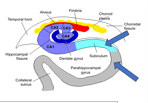 <p>subiculum, CA1, CA2, CA3, CA4, dentate gyrus</p>