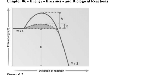 <p>answer the question using the graph. Which portion of the graph shows the activation energy in the absence of an enzyme </p>