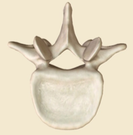 <p>-Body shape &amp; size: *largest *kidney-shaped</p><p>Vertebral foramen shape: -flattened triangular</p><p>Transverse processes: *short *no facets or foramina</p><p>Spinous processes: *thick *point posteriorly</p>