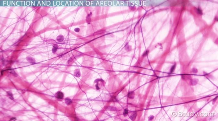 <p><strong>Picture example of areolar connective tissue:</strong></p>