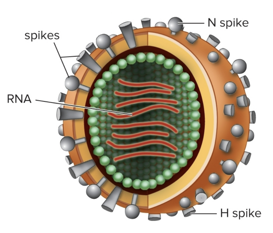 <p>• RNA Genetic Material</p><p>• Envelope Present</p><p>• Glycoprotein “spikes” that determine strain</p><p>• Influenza A:</p><ul><li><p>H Spikes: finds receptors on host cell</p></li><li><p>N Spikes: Breaks down mucous membranes in the respiratory tract to make penetrating host cell easier</p></li></ul>