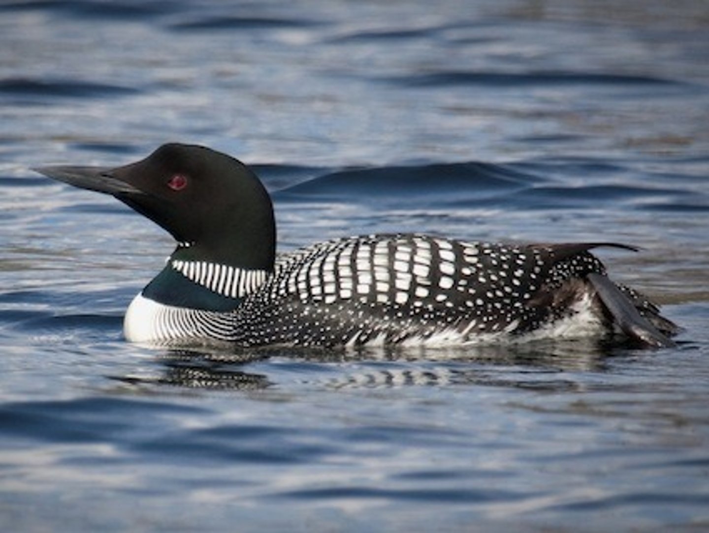 <p>Gaviiformes Gaviidae</p>