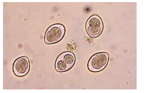 <p>Protozoa coccidia, Cystoisospora (canine/feline)</p>