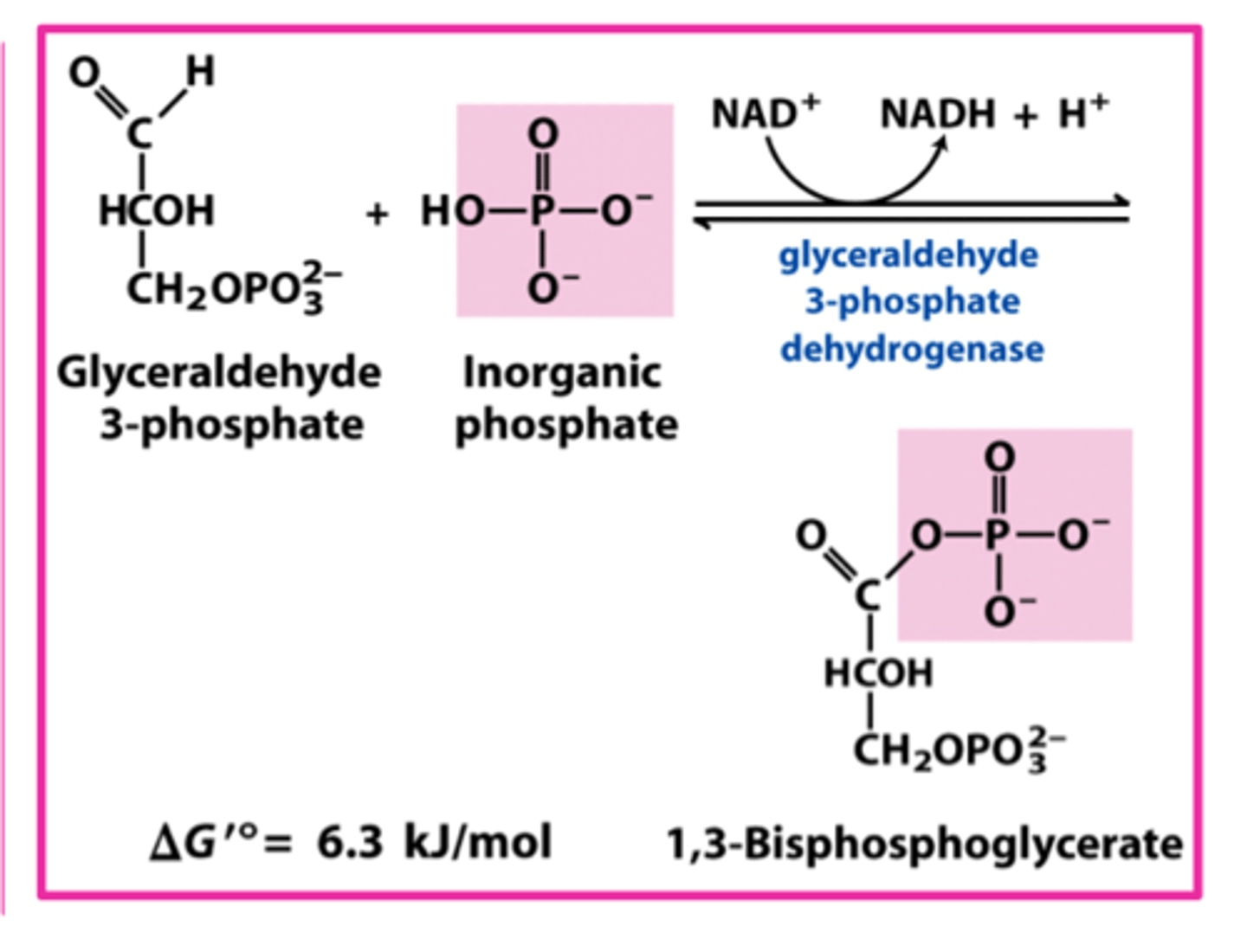 <p>- Glyceraldehyde-3-phosphate (G3P) oxidized to 1,3-bisphosphoglycerate (1,3-BPG) by glyceraldehyde-3-phosphate dehydrogenase</p><p>- Inorganic phosphate (Pi) added to the molecule</p>