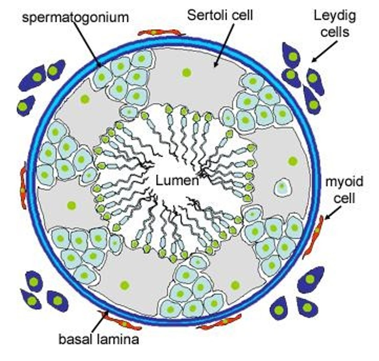<p>Leydig cells (testosterone factories) and Sertoli cells ("nurse cells" that support and nourish developing germ cells).</p>