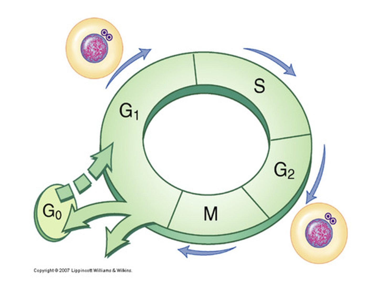 <p>Cell Growth</p>