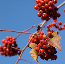 <p><span>Deciduous tree with green, lobed leaves, white spring flowers, and red fall berries. Used for ornamental and wildlife purposes.</span></p>