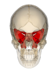 <p>Which cranial bone is this? (1)</p>