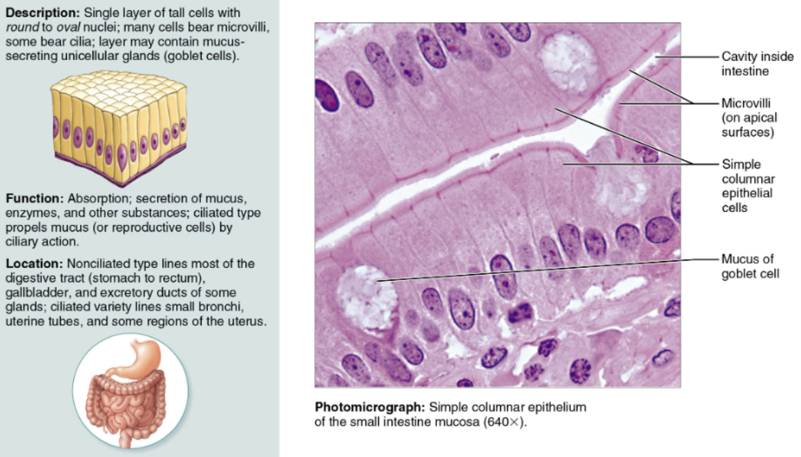 <ul><li><p><strong>DESCRIPTION: </strong>Consists of a single layer of tall columnar cells that exhibit microvilli and often mucus-producing cells</p></li><li><p><strong>FUNCTION</strong>: Specialized for <span style="color: red">secretion and absorption</span></p></li><li><p><strong>LOCATION</strong>: It lines most of the <span style="color: green"><strong>digestive tract</strong></span></p></li></ul><p></p>