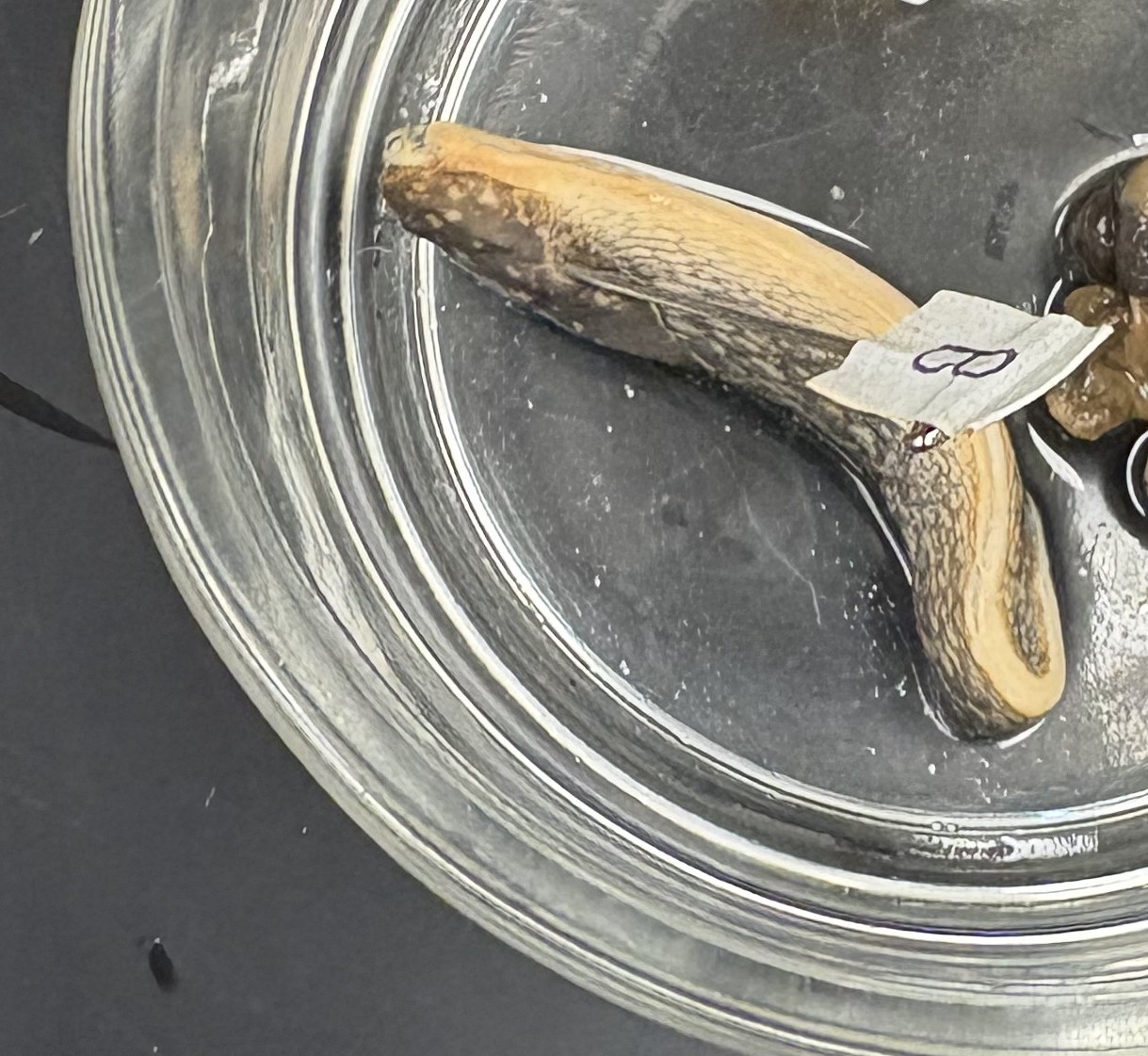 <p>what is b in this speciement </p>