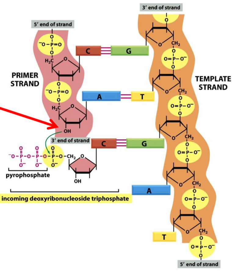 <p>Molecular building blocks (A, T, C, G) used in DNA synthesis</p><ul><li><p>base</p></li><li><p>Deoxyribose sugar</p></li><li><p>3 phosphates</p></li></ul><p>Breakage of dNTP phosphodiester bond provides energy for polymerisation</p><p></p>