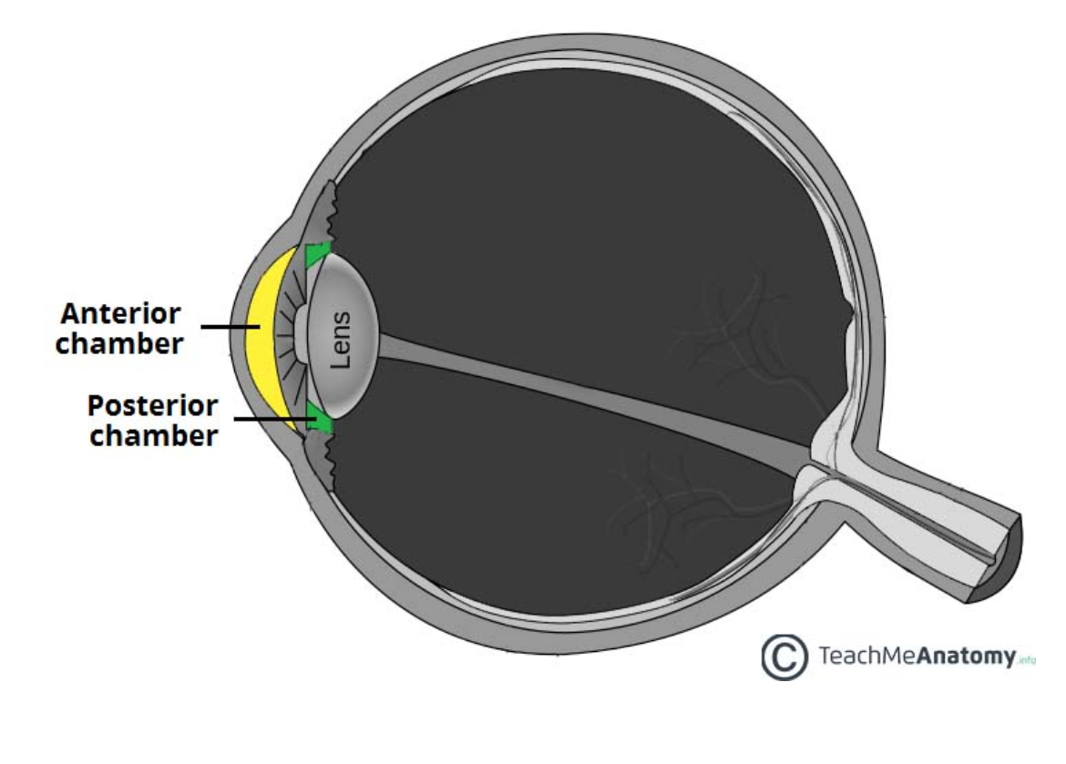 <p>Aqueous humour - made and secreted by the ciliary body. </p><p>AC is between iris and corneas innermost surface </p><p>PC is a small space anterior to lens but behind iris with aqueous humour too </p>