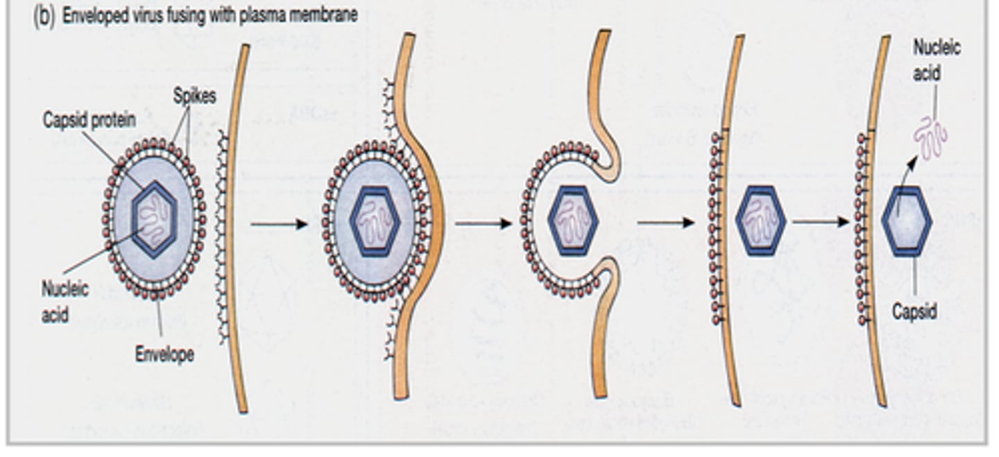 <p>Fusion occurs btwn the viral envelope and the host cell plasma membrane to release nucleocapsid into the cytoplasm, thus penetration and uncoating both occur at the same time.</p><p>- Does not need an additional step</p>
