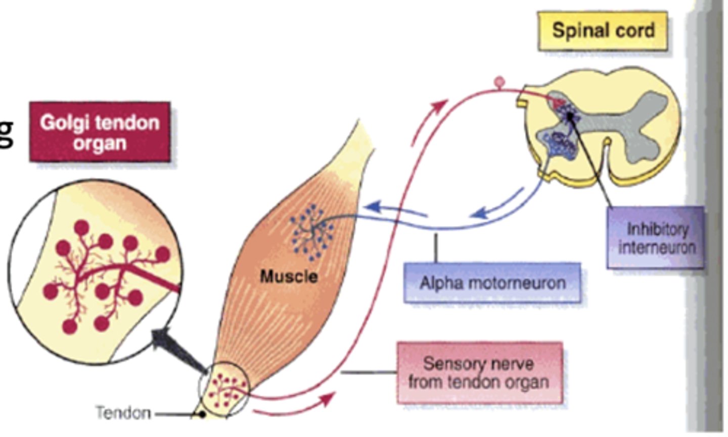 <p>Type Ib sensory fibers synapses with inhibitory interneuron which causes inhibition of muscle in which it lies</p>