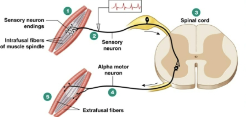 <p>What is tonically active and firing even when the muscle is relaxed?</p>