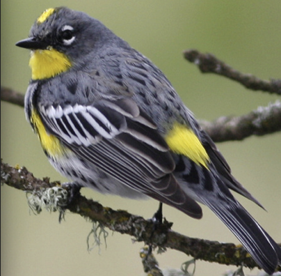 <p>What Bird is this? and gender </p>