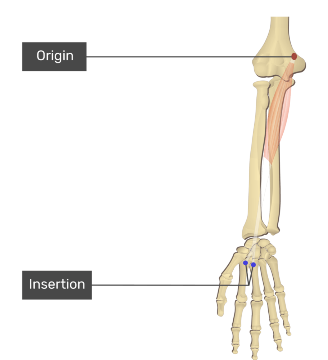 <p>flexor carpi radialis</p>