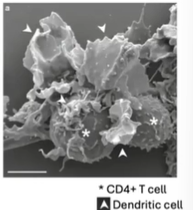 <ul><li><p><strong>Dendritic cells</strong> are <strong>short-lived</strong> immune cells serving as <strong>immune sentinels</strong>.</p></li><li><p>Constantly <strong>sample tissues</strong> to capture and process <strong>antigens</strong>, monitoring for <strong>pathogens</strong> and <strong>homeostatic changes</strong>.</p></li><li><p>Exist in two functional states:</p><ul><li><p><strong>Immature/resting</strong>: focused on antigen capture.</p></li><li><p><strong>Mature/activated</strong>: responsible for <strong>T cell activation</strong>.</p></li></ul></li><li><p>Dendritic cells are both <strong>functionally and ontogenetically heterogeneous</strong>.</p></li><li><p>In their <strong>mature state</strong>, they deliver <strong>antigens</strong> and essential signals for <strong>T cell activation</strong>.</p></li></ul><p></p>