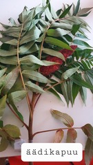 Rhus typhina
