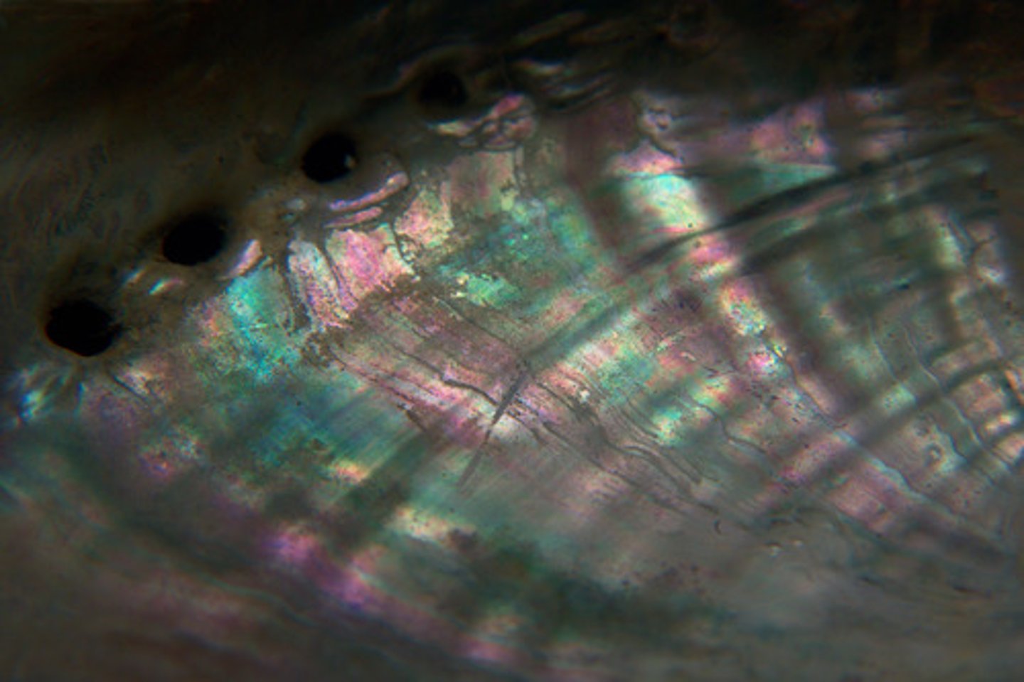 <p>mother of pearl is made of aragonite and conchiolin</p>