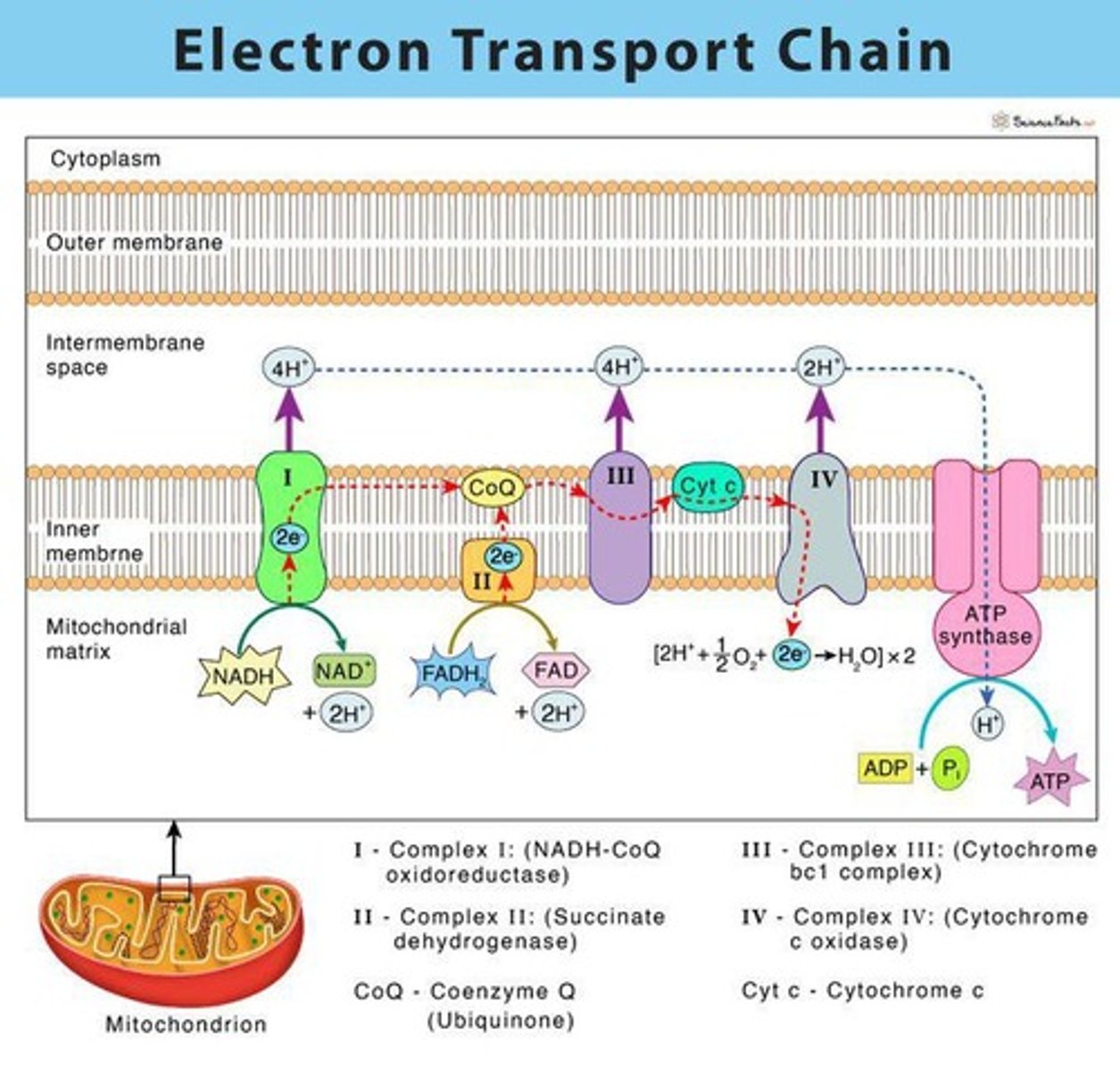 <p>Process converting ADP to ATP during electron transport.</p>
