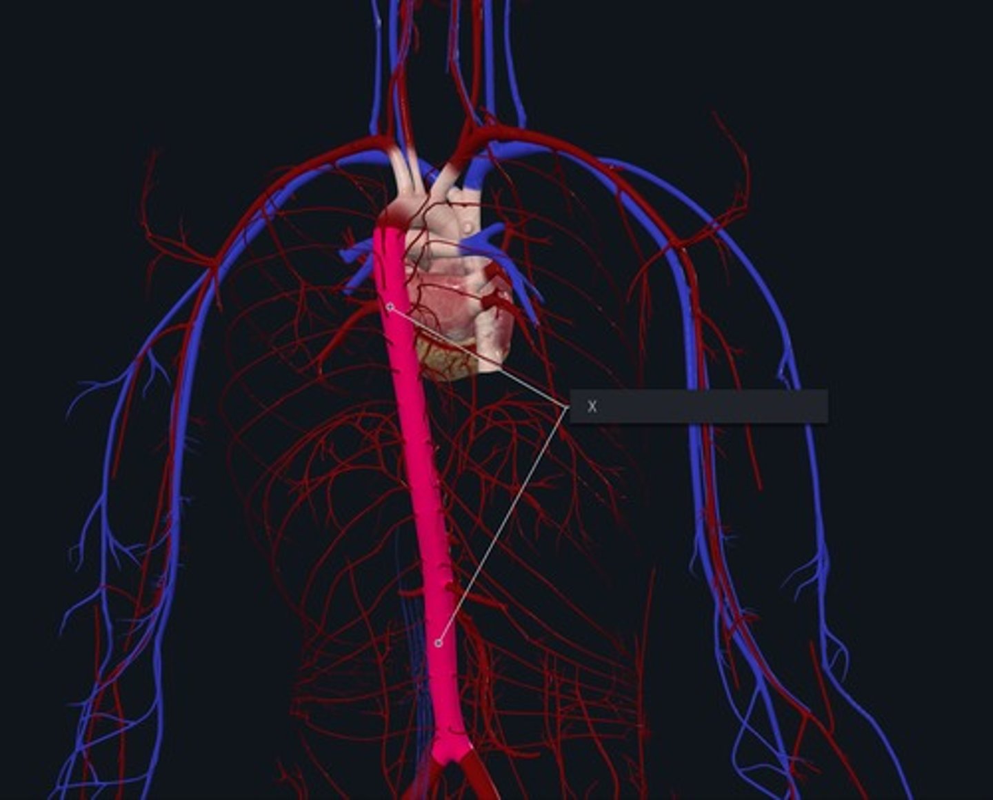 <p>Name the pink highlighted part of the vessel marked with the X/through the diaphragm and terminates at the iliac bifurcation</p>