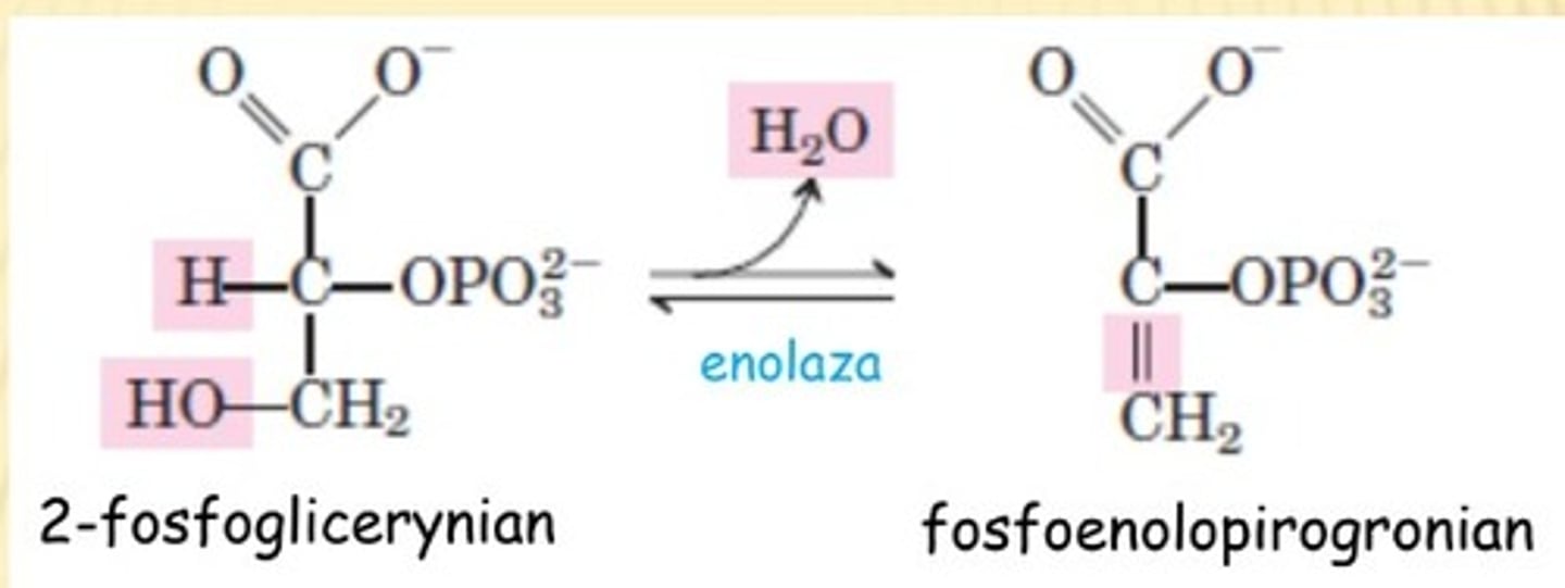 <p>-reakcja odwracalna</p><p>kat: <em>enolaza</em></p><p>(odłączenie H2O od 2-fosfoglicerynianu --> <strong><em>fosfoenolopirogronian</em></strong> - zawiera bogate w energię wiąz. enolofosforanowe)</p>