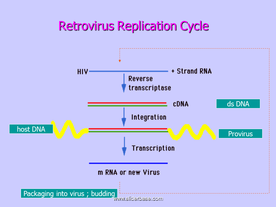 <p>RNA</p><ul><li><p>reverse transcriptase is needed to make DNA </p></li></ul><p></p>