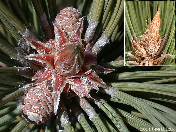 <ul><li><p>sandy / rocky, less fertile soil, shade intolerant</p></li><li><p>needles: 2 out of fascicle, brittle, 4-6 in long</p></li><li><p>bark: red / brown flaky, jigsaw pieces</p></li><li><p>repro: cones, 2 in long, resin filled</p></li></ul>