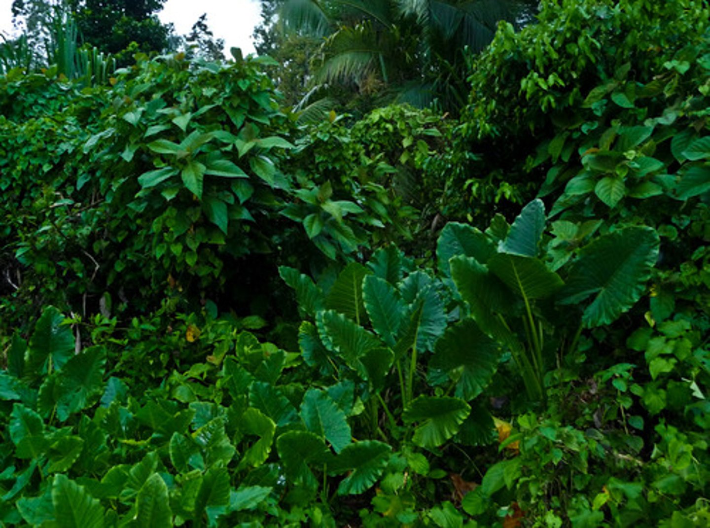 <p>Less hostile conditions</p><p>High Simpson's index species diversity (unless dominated by 1 species)</p><p>More stable</p><p>Likely to withstand change</p>