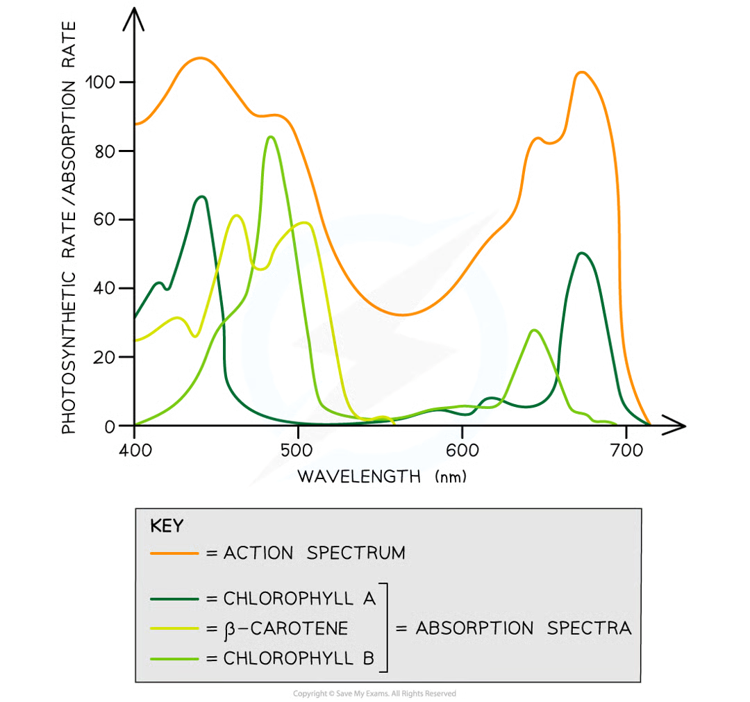 <ul><li><p>both graphs have 2 main peaks at blue-violet region and red region of light spectrum</p></li><li><p>both graphs have trough in green-yellow region of light spectrum</p></li></ul><p></p>